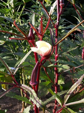 Okra Burgundy